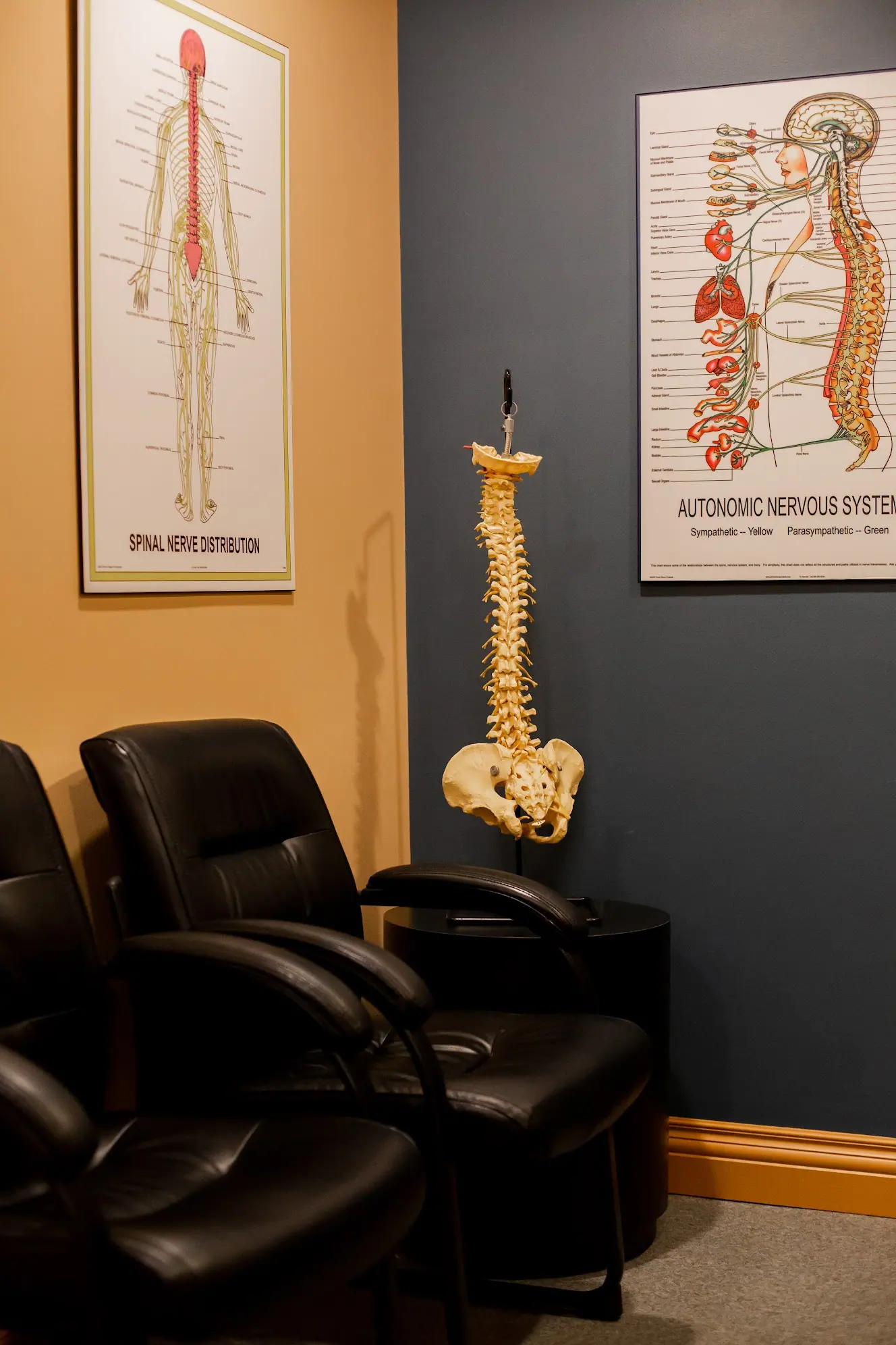 Consultation room with spinal anatomy charts